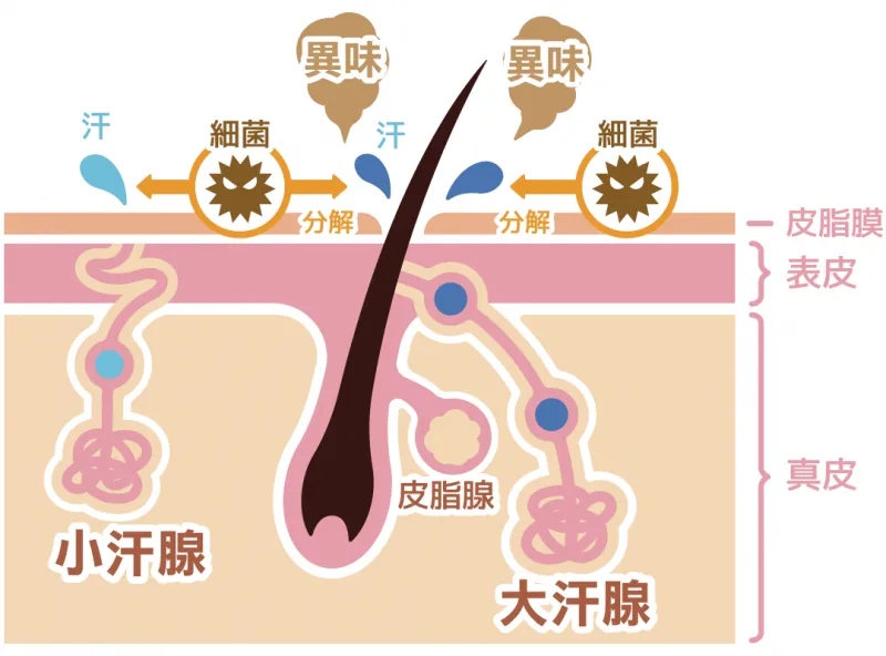 src=http___www.pingmeibang.com_uploads_attachments_image_2020-03_20200331080316_95608.png&refer=http___www.pingmeibang.webp.jpg