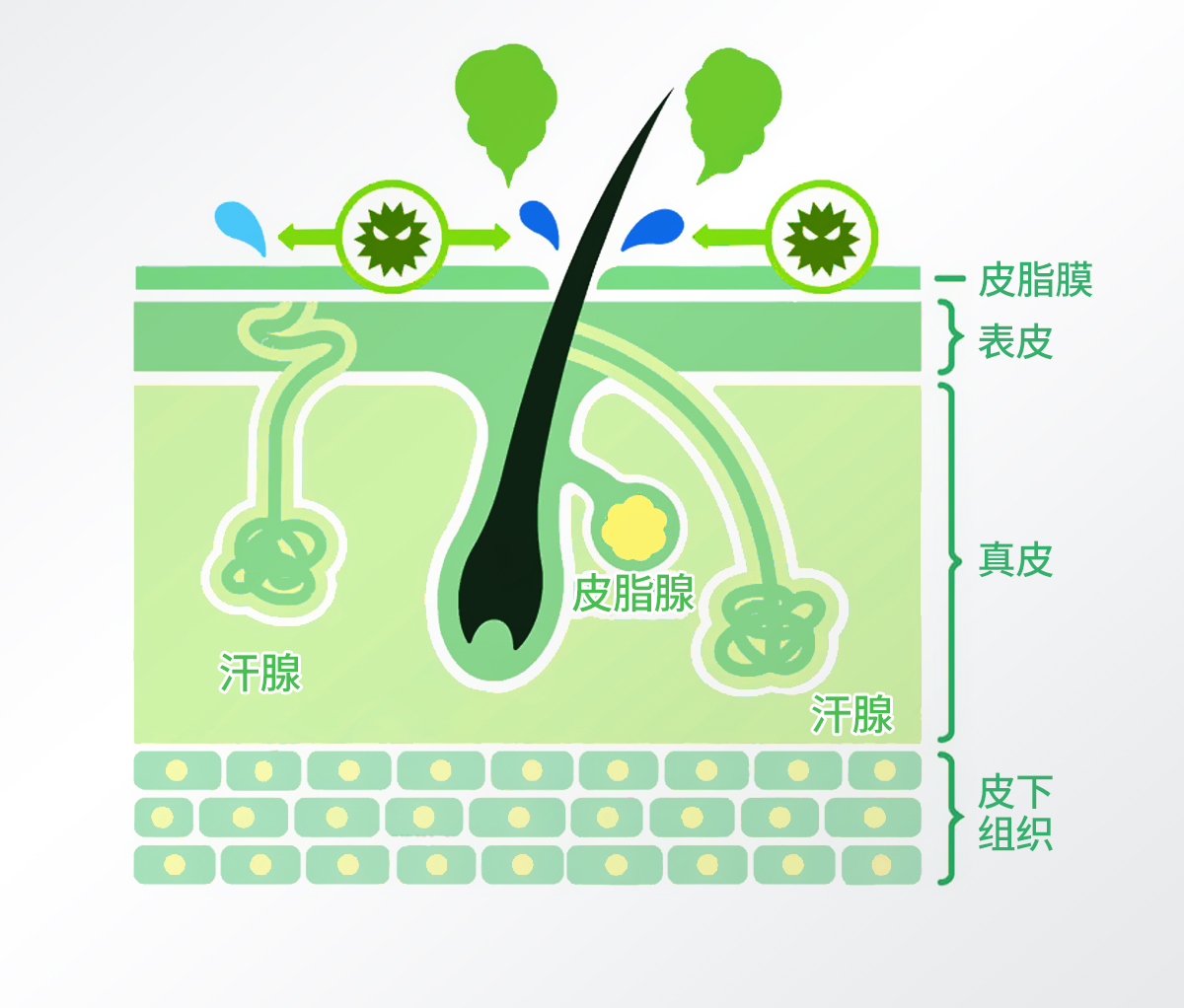 1760335497677492.jpg 净萃然白色款官网详情页_05.jpg